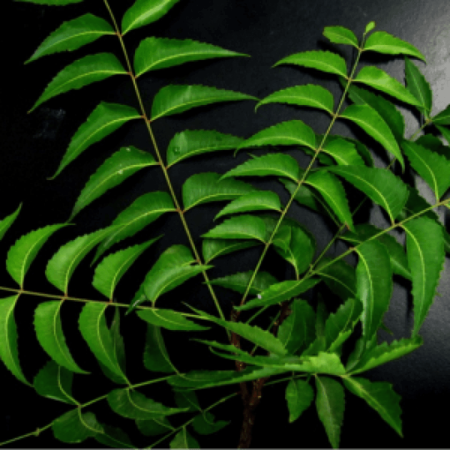 Neem Leaf-ZIshta